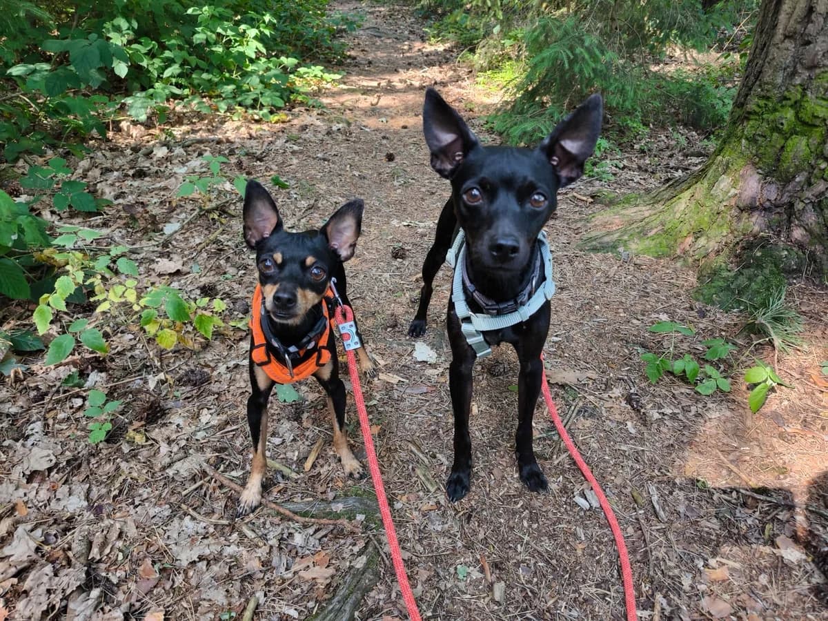 der kleine Bob und der große Muck, male senior Mixed Breed for adoption at Tierheim Amberg, Ursensollen