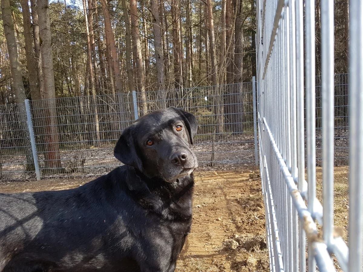 Terry, male senior Mixed Breed for adoption at Tierheim Amberg, Ursensollen