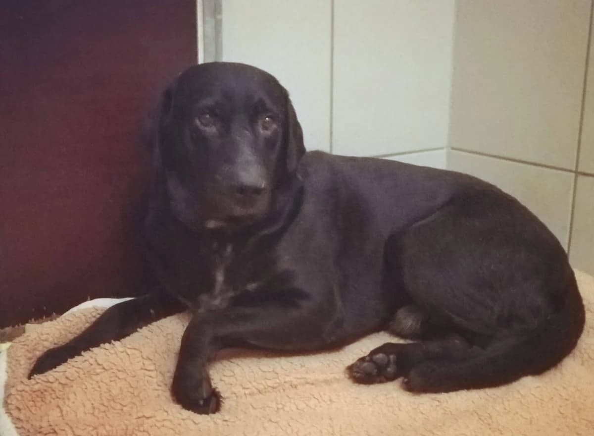 Django, male senior Mixed Breed for adoption at Tierheim Amberg, Ursensollen