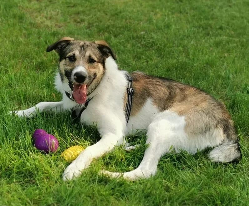 Carlos, ein toller Kerl sucht eine Familie und eine Aufgabe, male senior Mixed Breed for adoption at Tierheim Amberg, Ursensollen