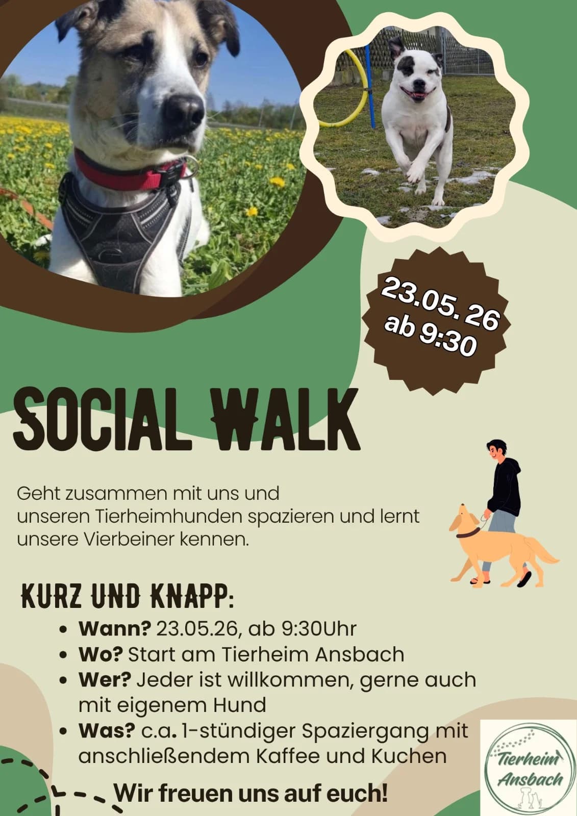 1. Social Walk, puppy Mixed Breed for adoption at Tierheim Ansbach, Ansbach