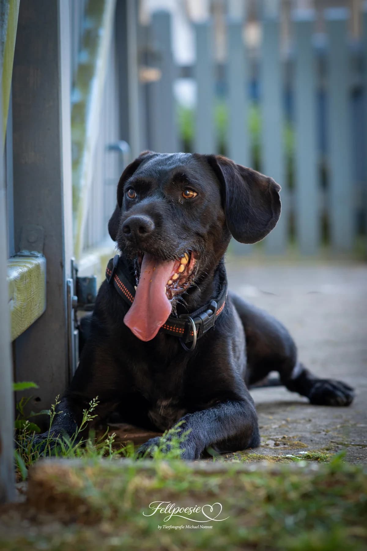 Bob, senior Mixed Breed for adoption at Tierheim Ansbach, Ansbach