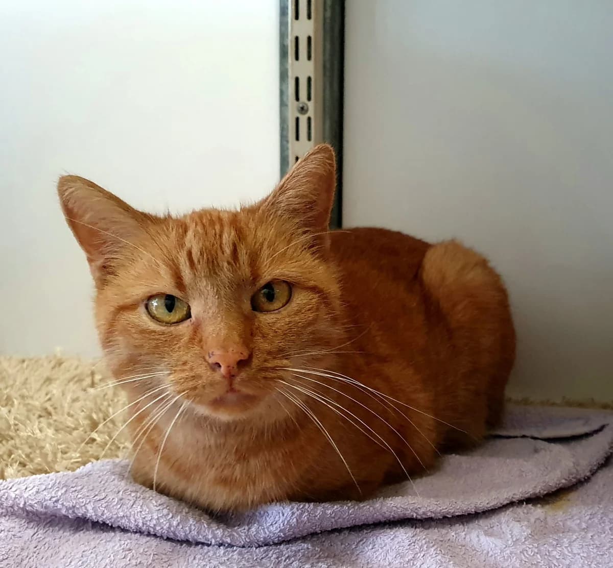 Freigänger 2, senior Mixed Breed for adoption at Tierheim Ansbach, Ansbach