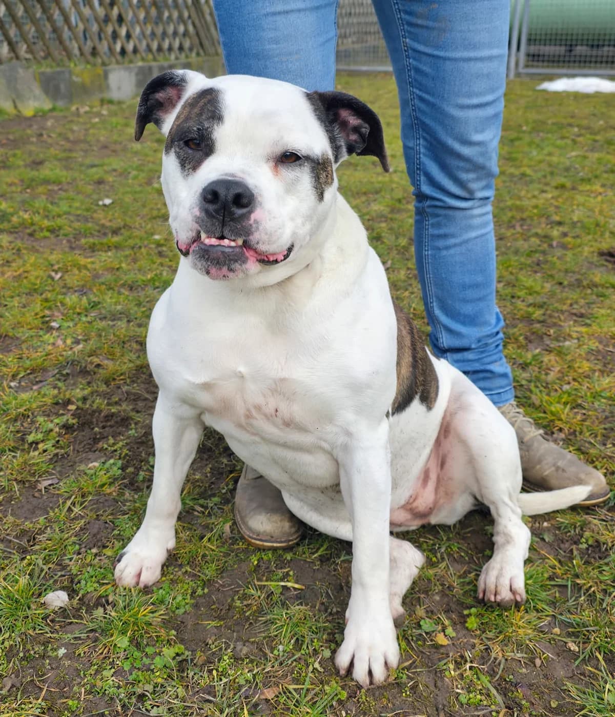 Frieda, mixed breed for adoption at Tierheim Ansbach, Ansbach