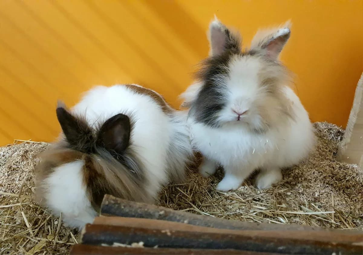 Kaninchen, schwarz Mixed Breed for adoption at Tierheim Ansbach, Ansbach