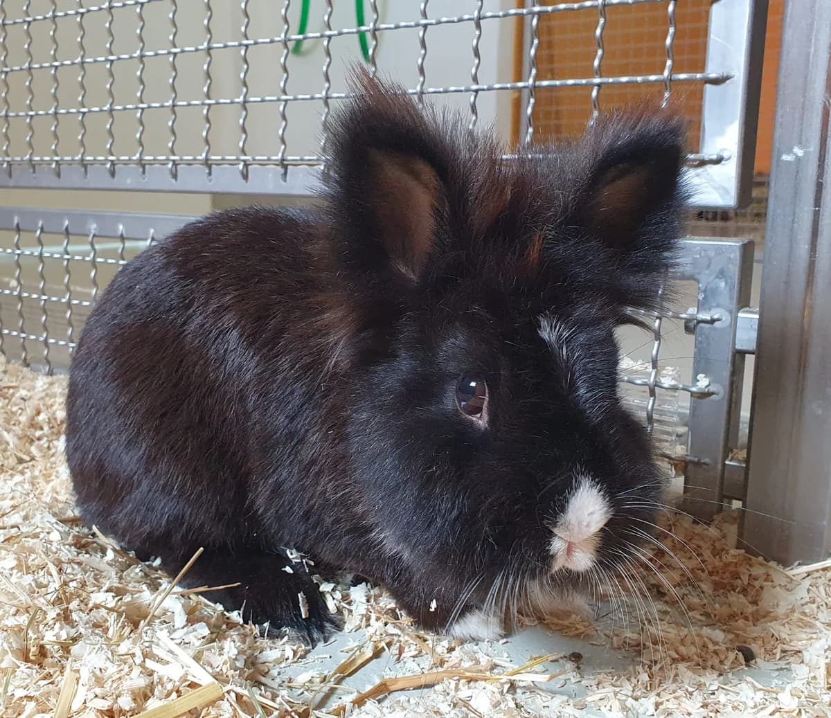 Kaninchen, schwarz puppy Mixed Breed for adoption at Tierheim Ansbach, Ansbach