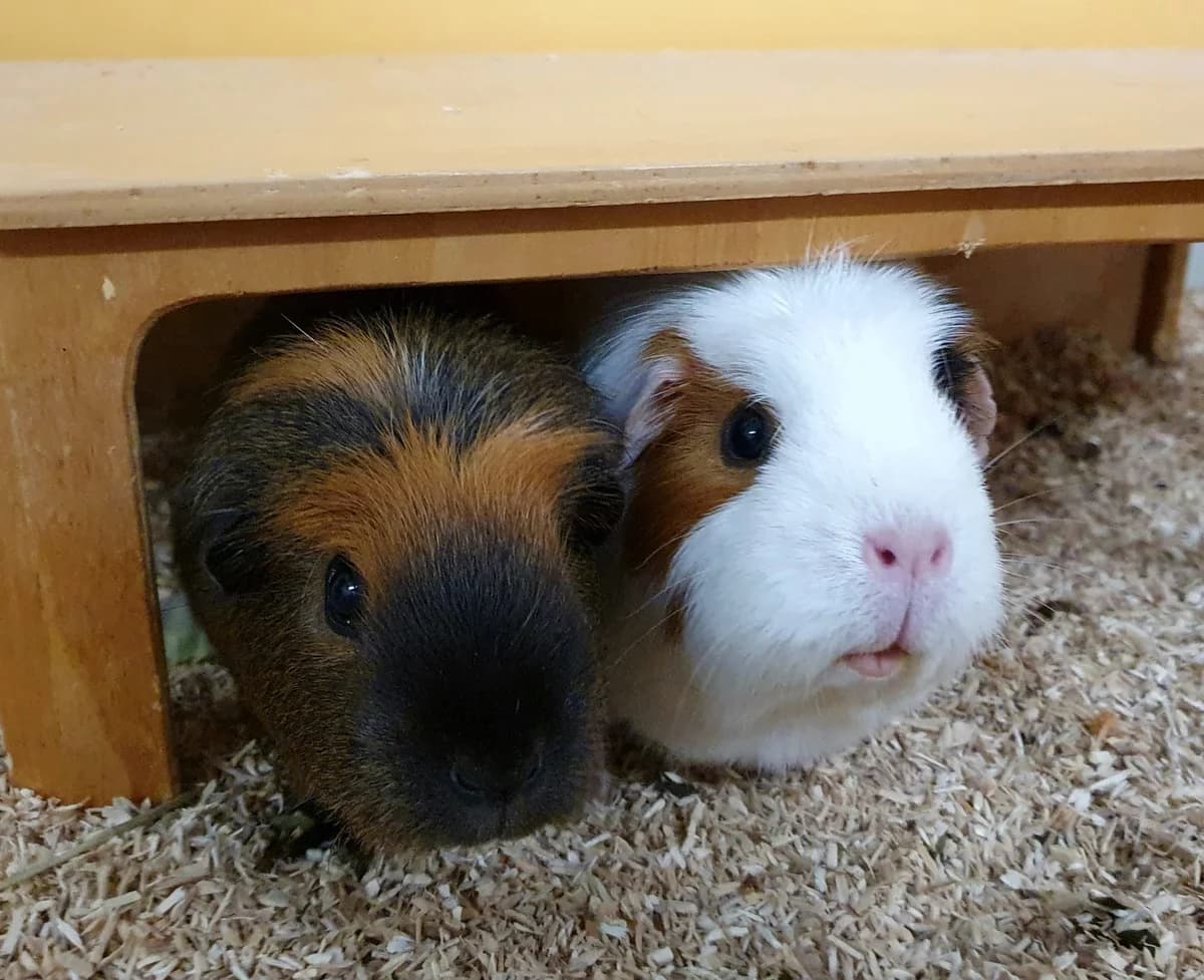 Meerschweinchen, Mixed Breed for adoption at Tierheim Ansbach, Ansbach