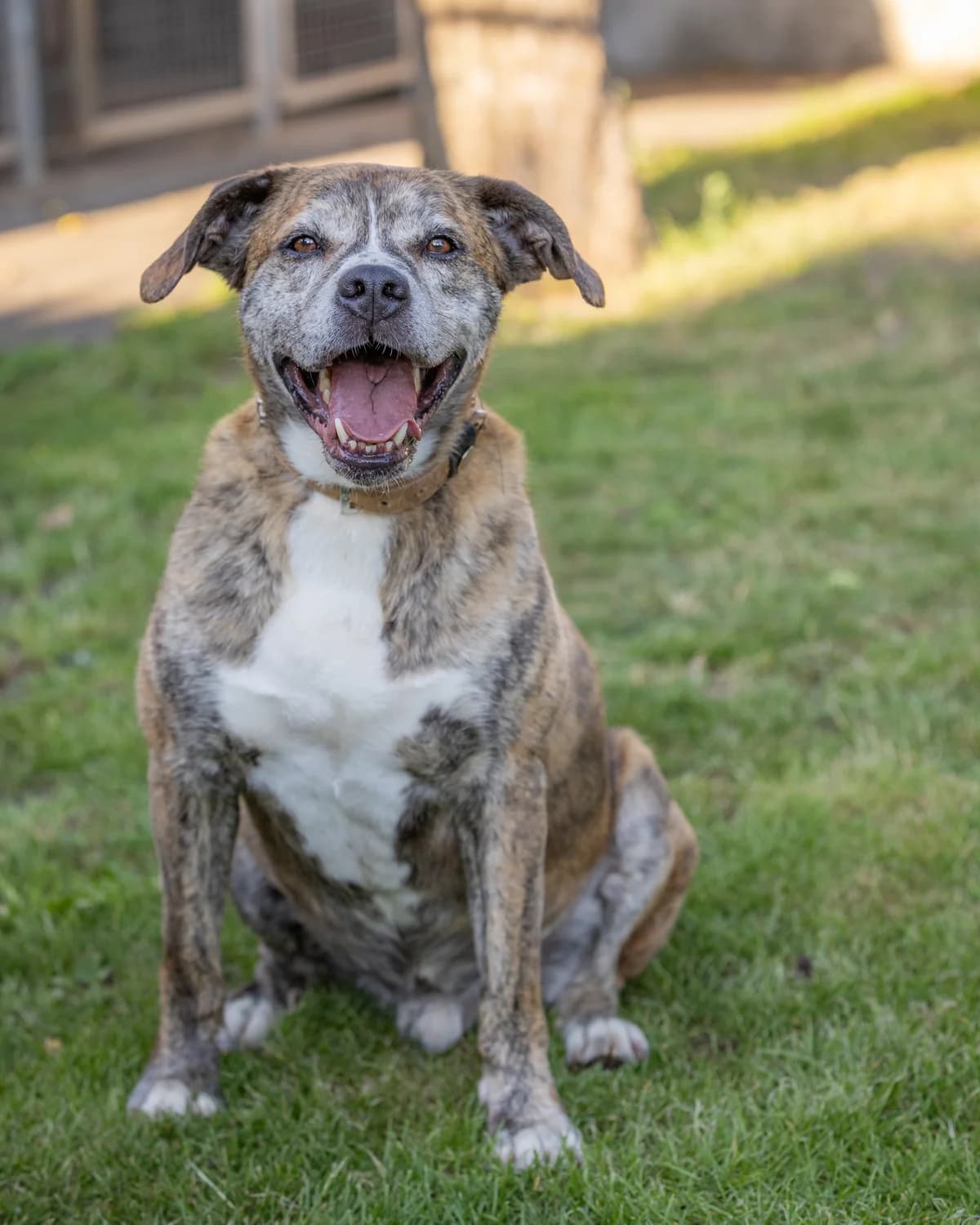 Tigre, 7yo Mixed Breed for adoption at Tierheim Ansbach, Ansbach