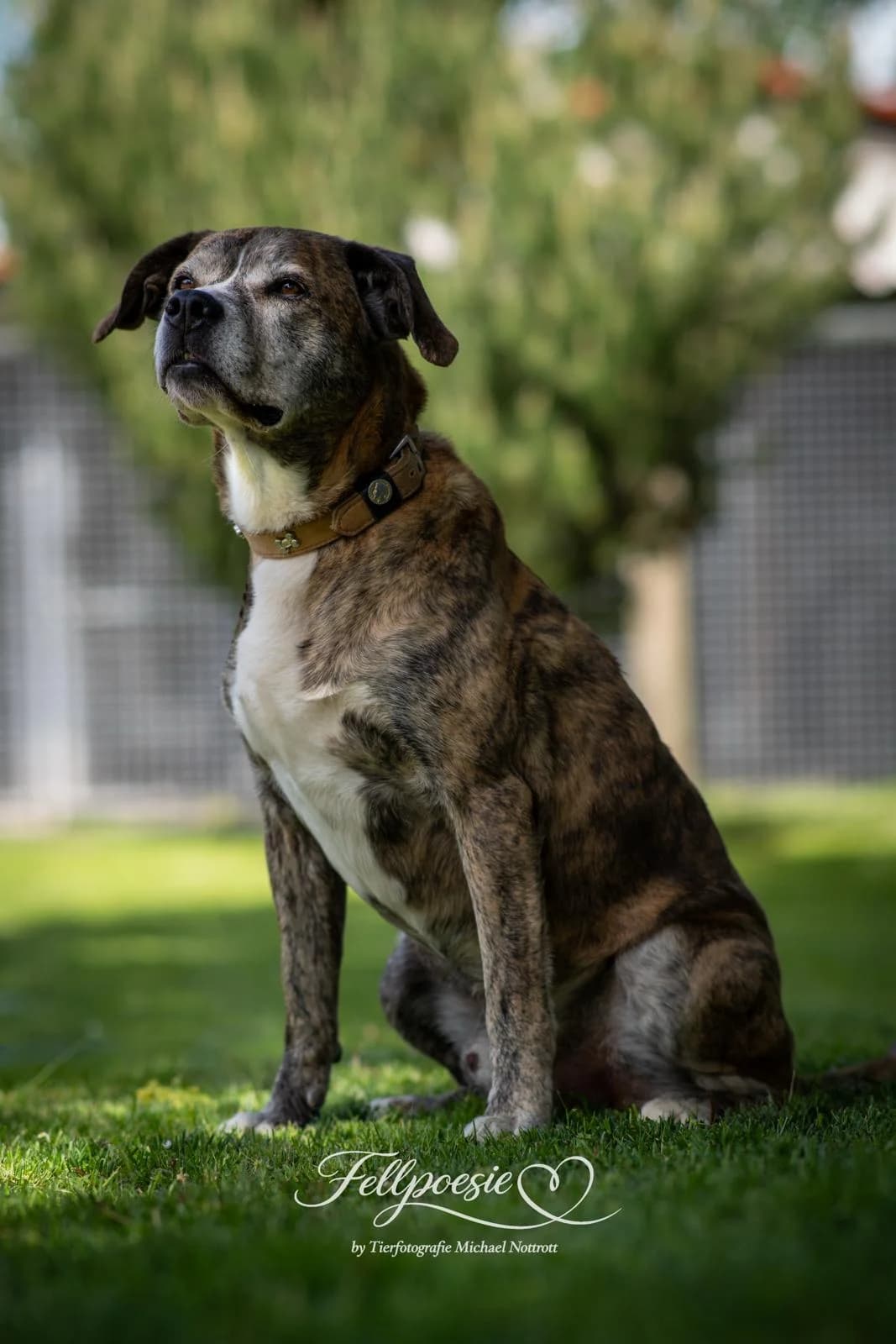 Tigre, 7yo Mixed Breed for adoption at Tierheim Ansbach, Ansbach