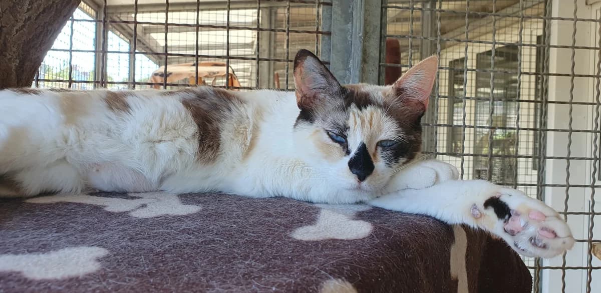 Wohnungskatzen, male senior mixed breed for adoption at Tierheim Ansbach, Ansbach