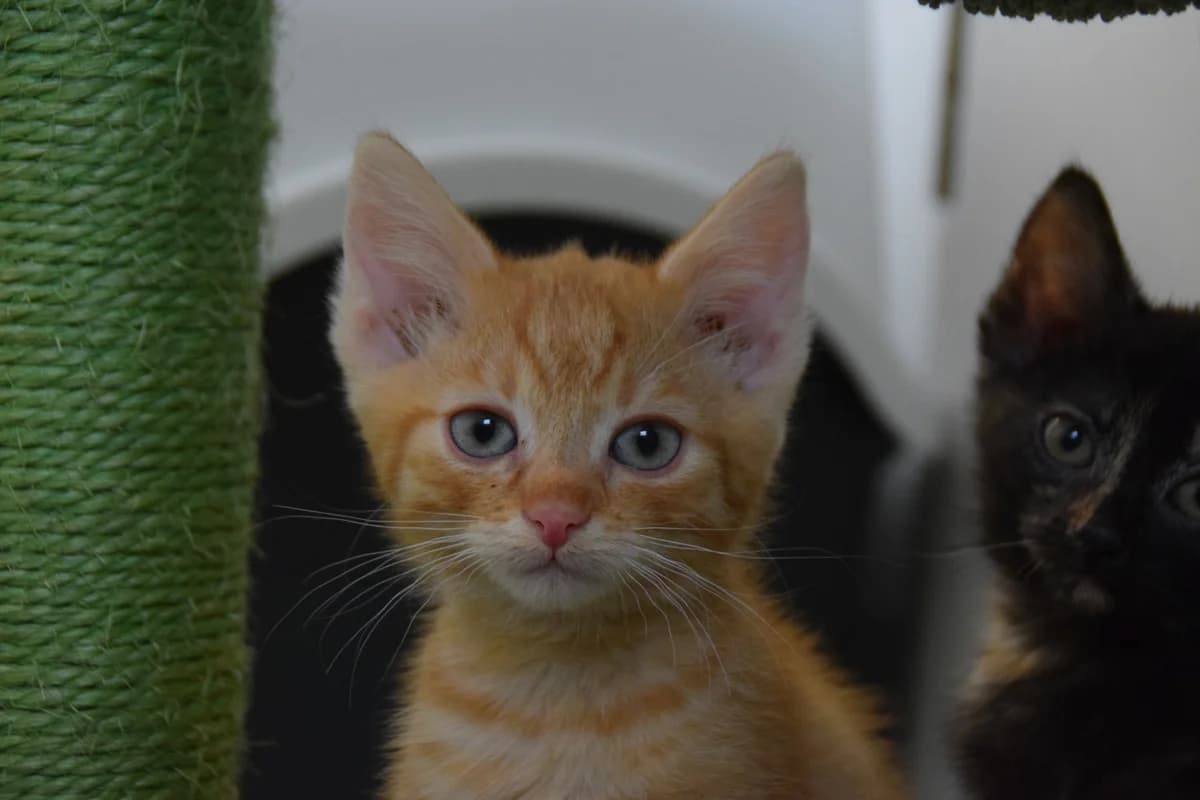 Perry, male puppy European Shorthair for adoption at BMT Tierheim Arche Noah Stuhr
