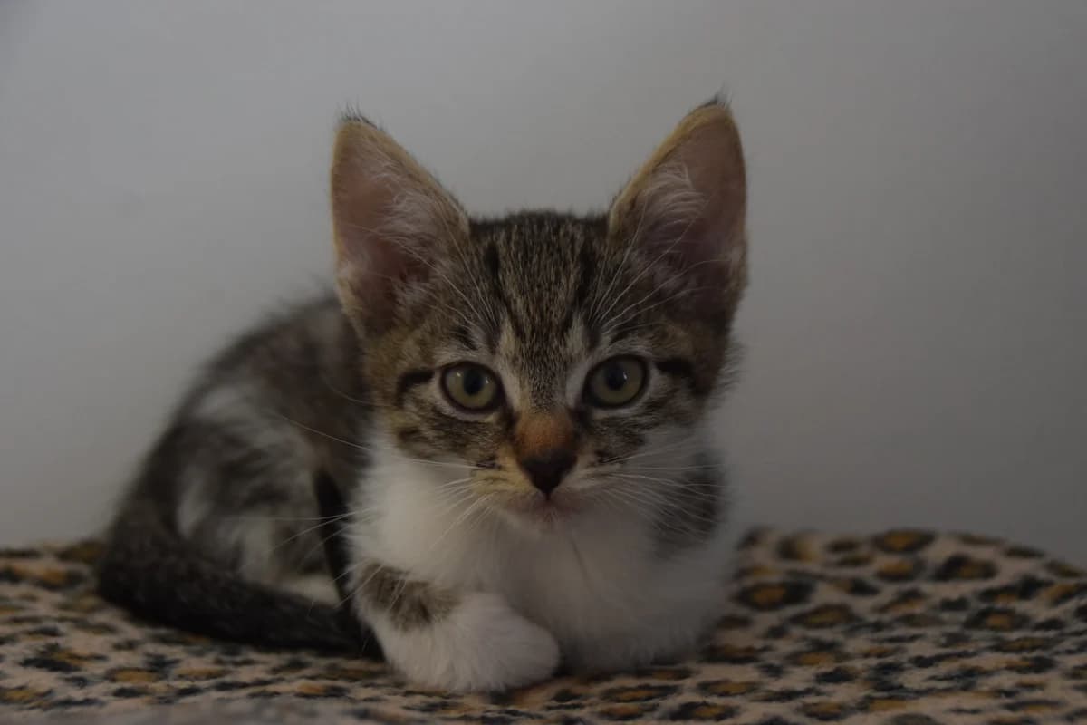 Pamela, female puppy European Shorthair for adoption at BMT Tierheim Arche Noah Stuhr