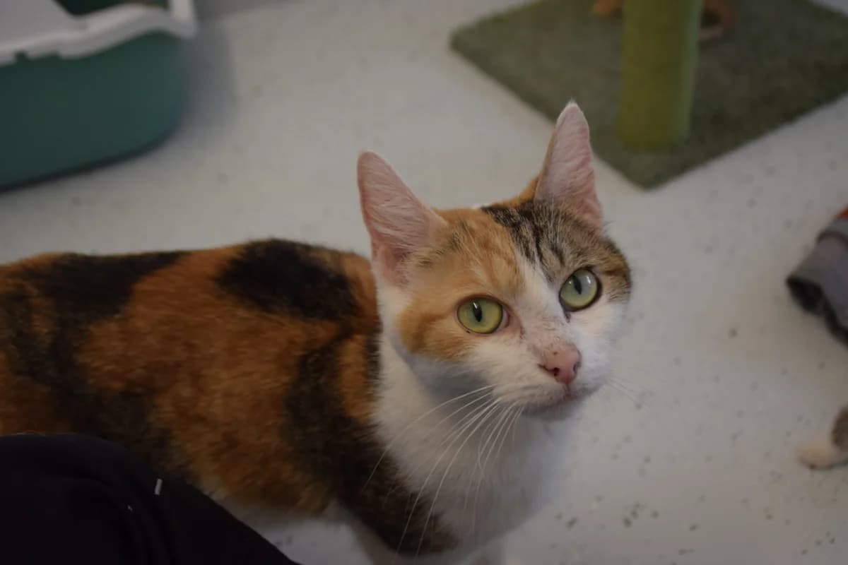 Paige, tricolor female 4yo European Shorthair for adoption at BMT Tierheim Arche Noah Stuhr