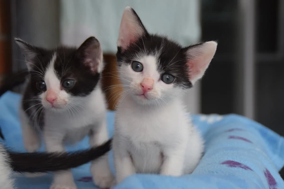 Arlo, male puppy European Shorthair for adoption at BMT Tierheim Arche Noah Stuhr