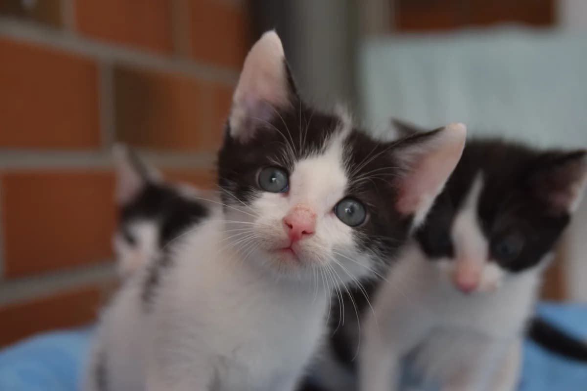 Spot, male puppy European Shorthair for adoption at BMT Tierheim Arche Noah Stuhr