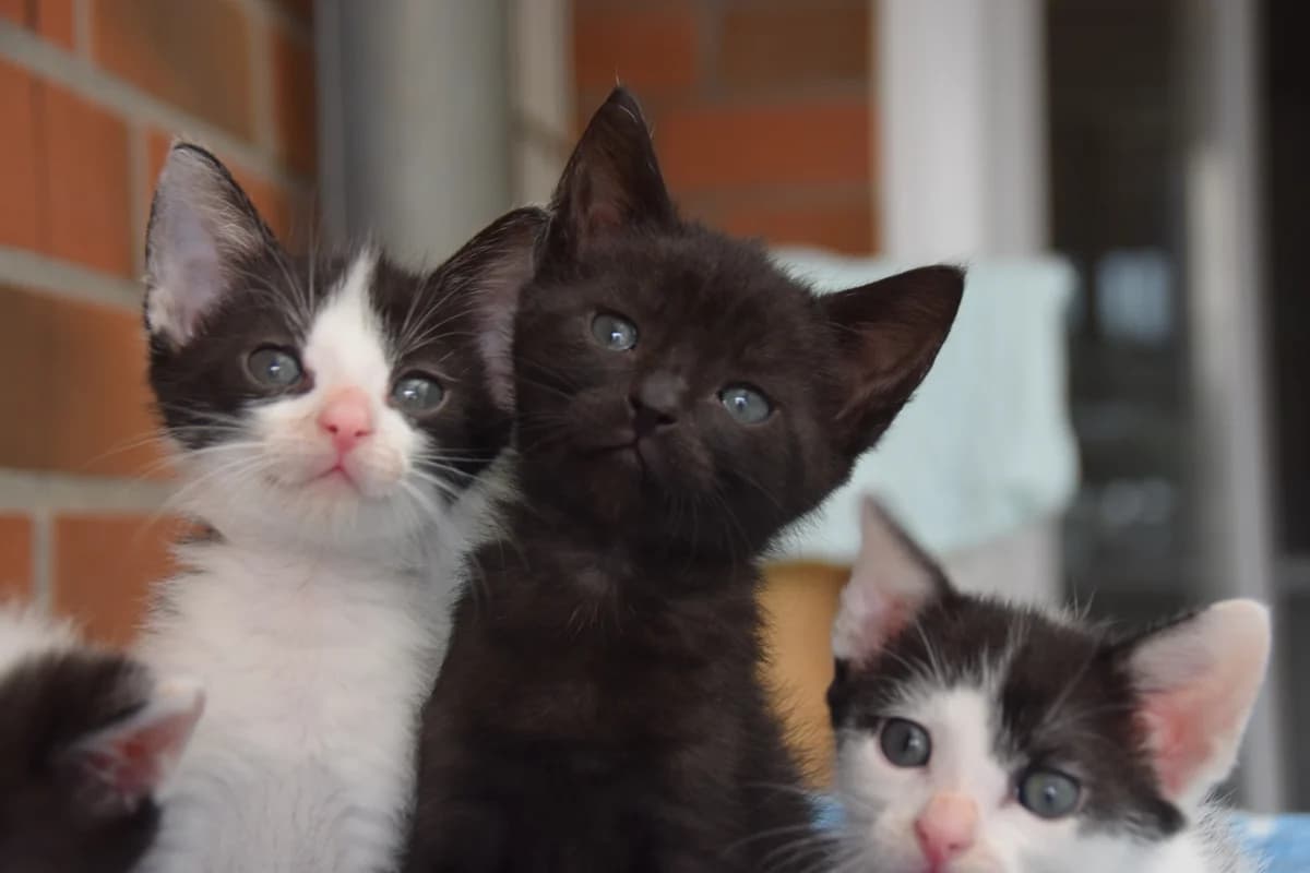 Elio, male puppy European Shorthair for adoption at BMT Tierheim Arche Noah Stuhr