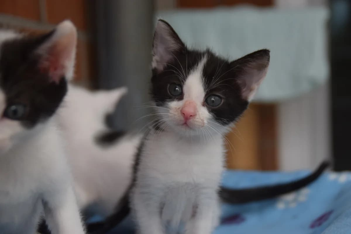 Lotte, female puppy European Shorthair for adoption at BMT Tierheim Arche Noah Stuhr