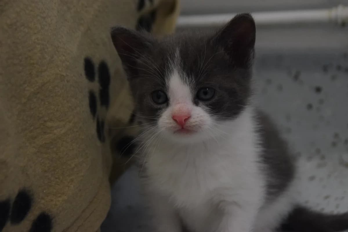 Oliver, male puppy European Shorthair for adoption at BMT Tierheim Arche Noah Stuhr
