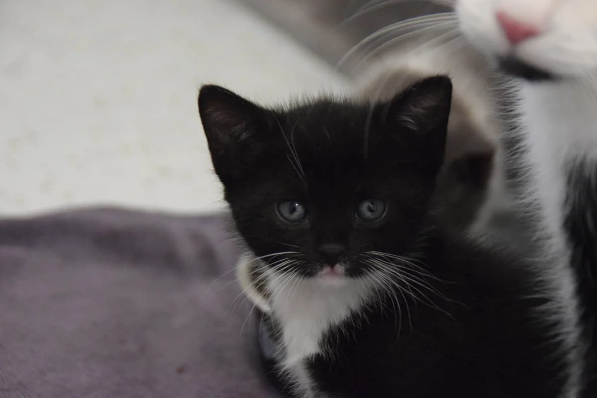 Olaf, male puppy European Shorthair for adoption at BMT Tierheim Arche Noah Stuhr