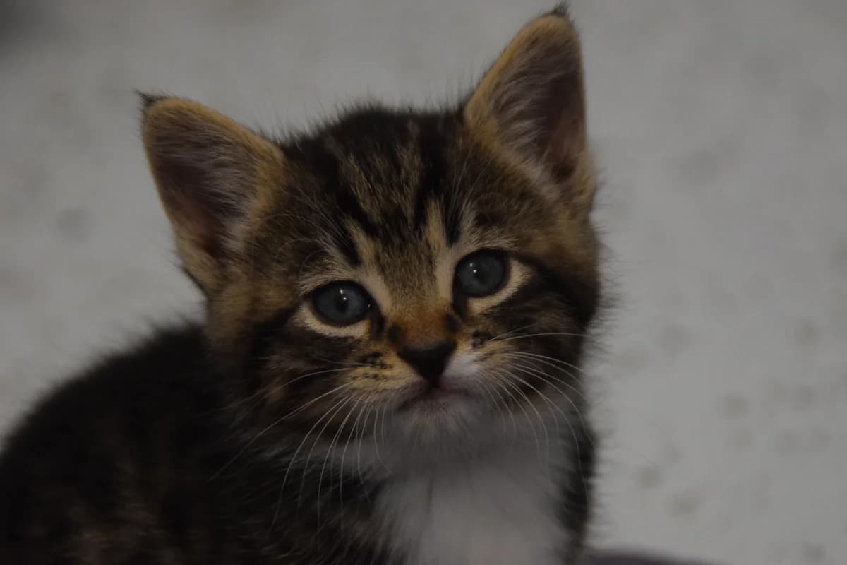 Ophelia, female puppy European Shorthair for adoption at BMT Tierheim Arche Noah Stuhr