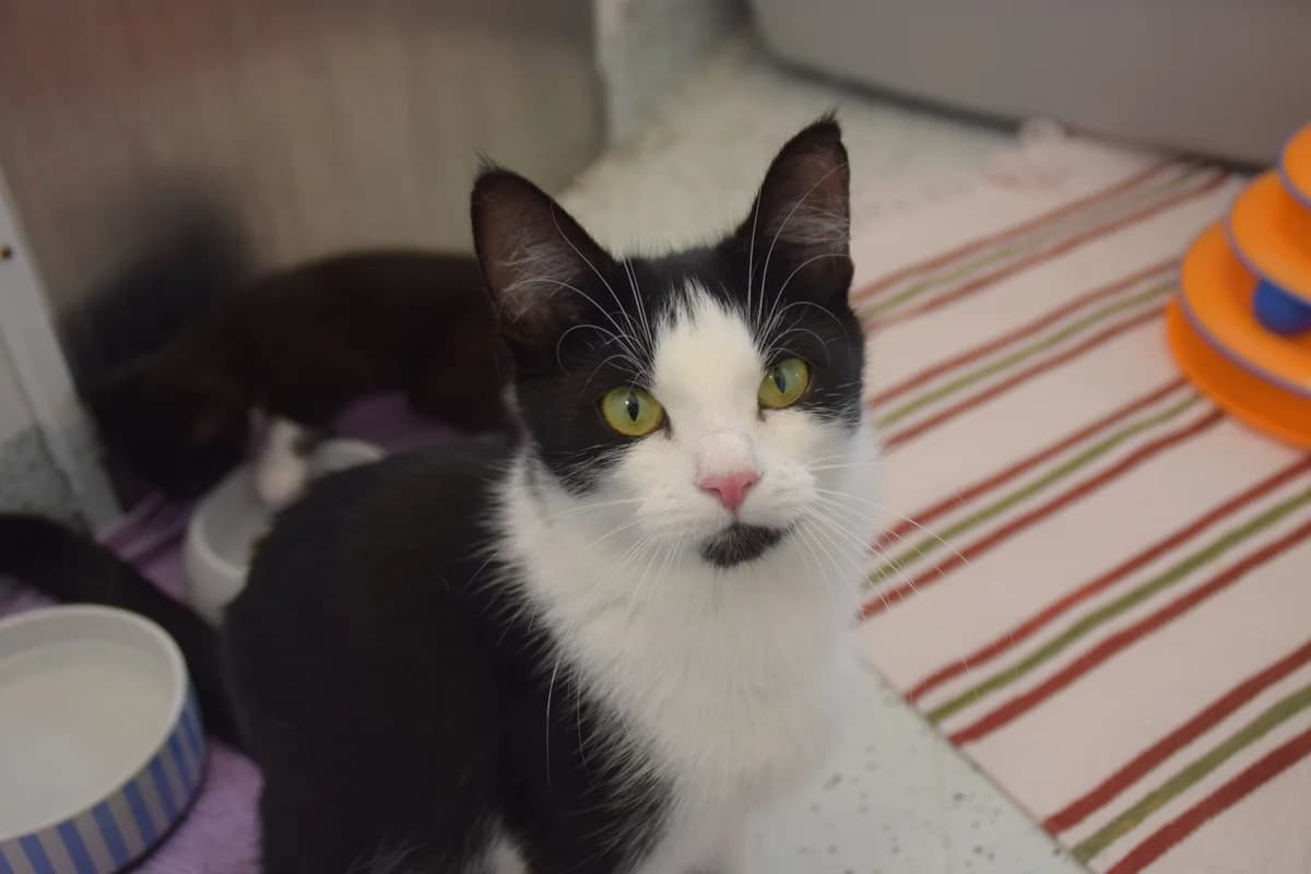Opal, female 3yo European Shorthair for adoption at BMT Tierheim Arche Noah Stuhr