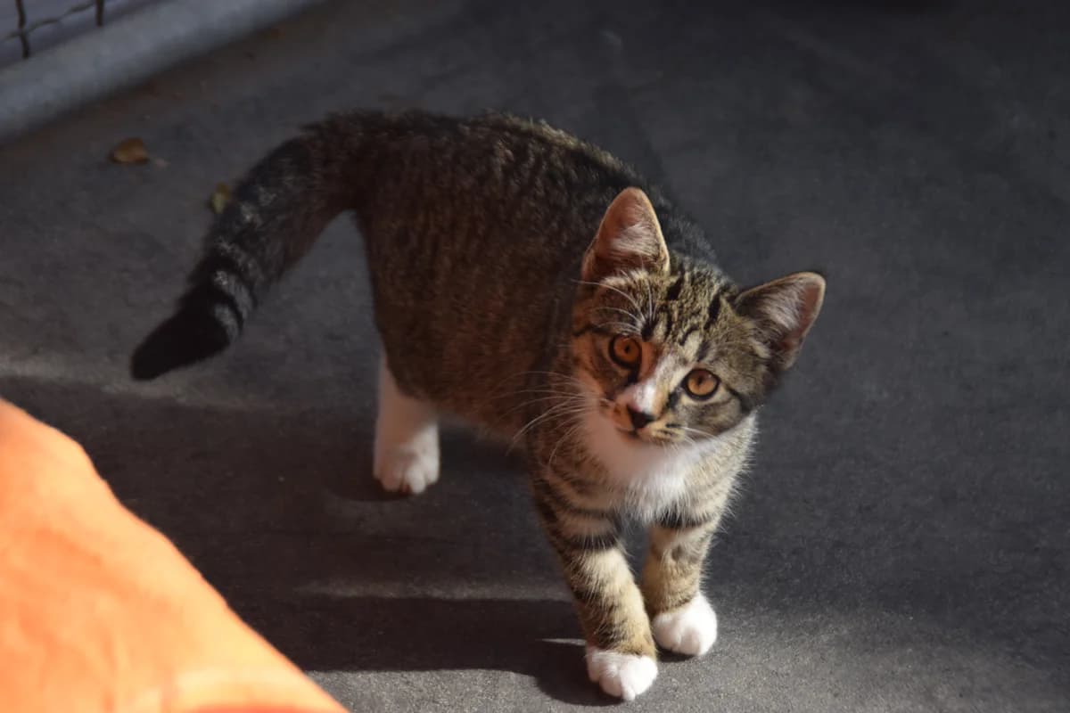 Schatzi, female puppy European Shorthair for adoption at BMT Tierheim Arche Noah Stuhr
