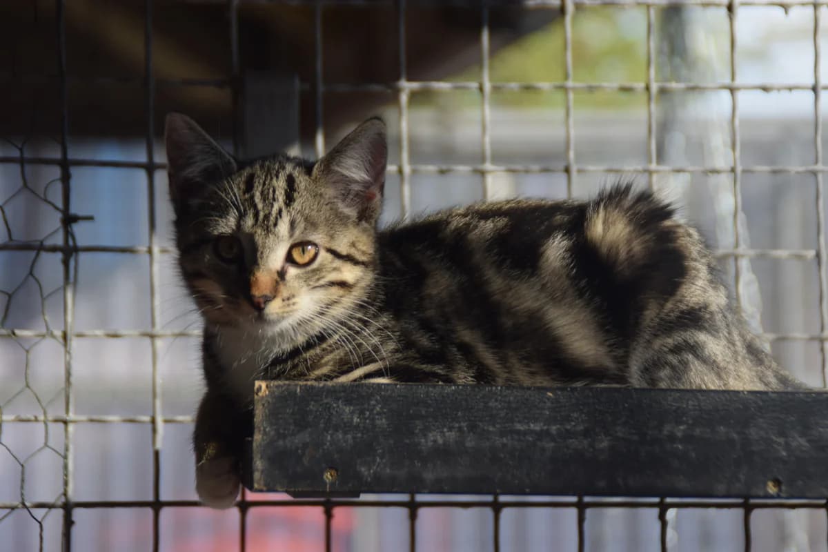 Stella, female puppy European Shorthair for adoption at BMT Tierheim Arche Noah Stuhr