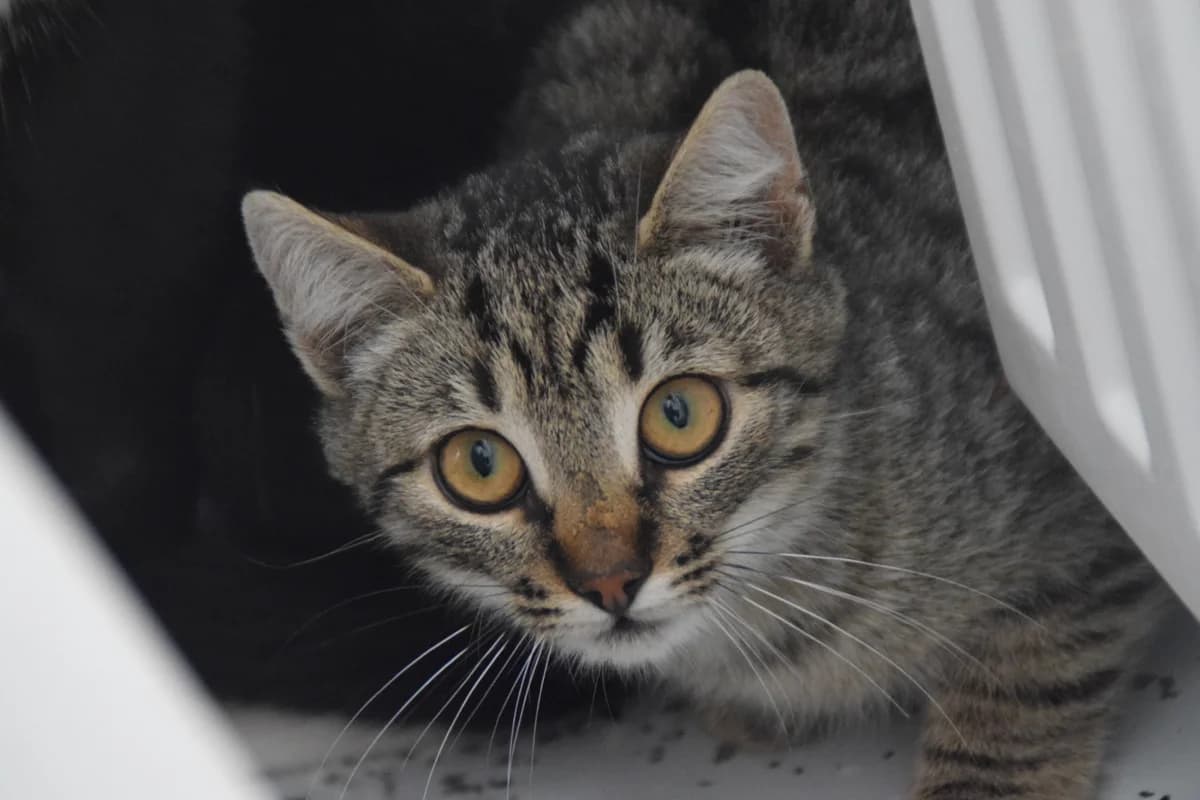 Immanuel, male puppy European Shorthair for adoption at BMT Tierheim Arche Noah Stuhr