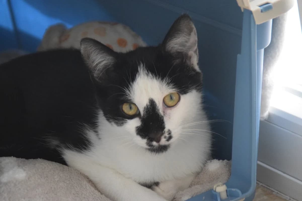 Marley, male puppy European Shorthair for adoption at BMT Tierheim Arche Noah Stuhr
