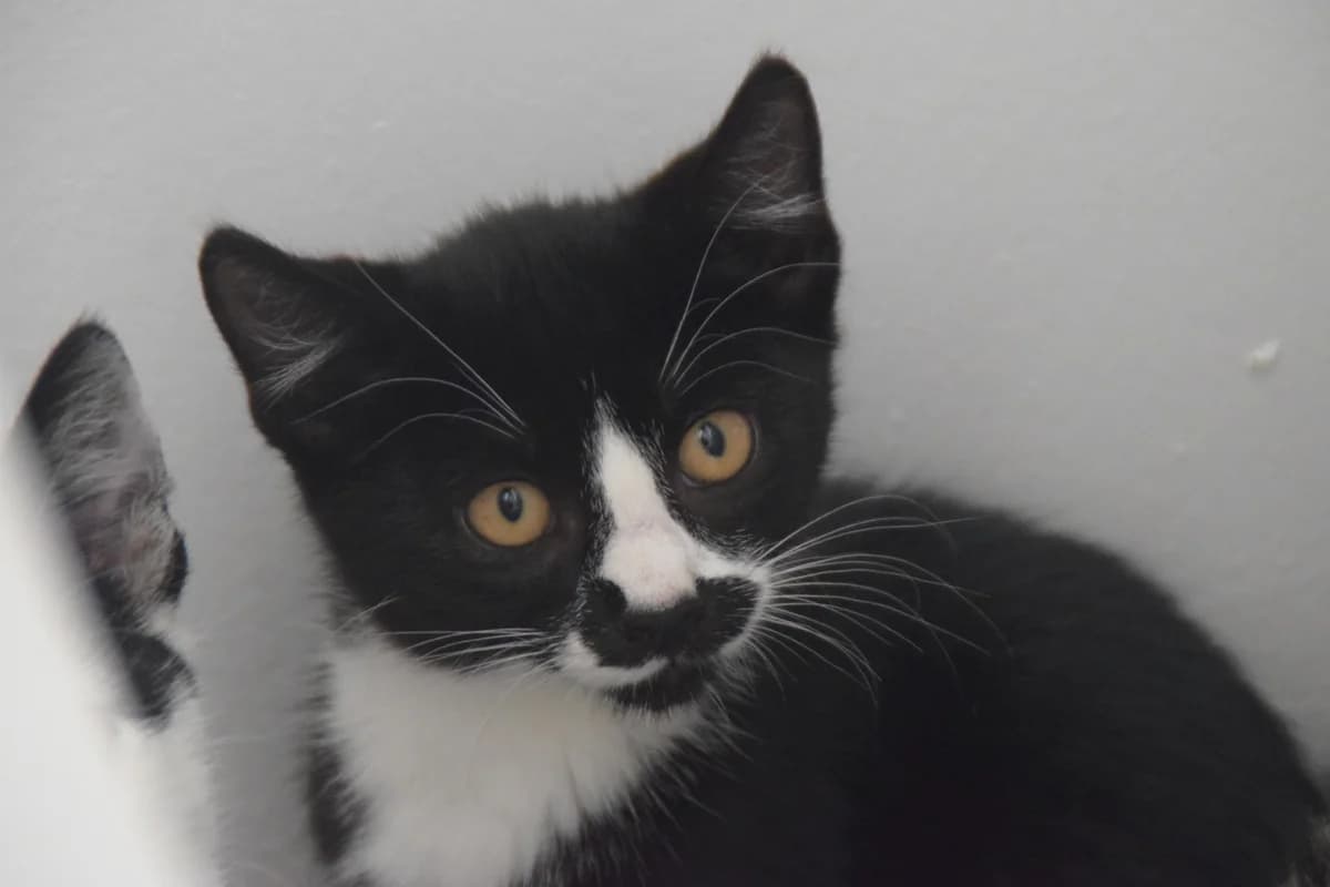 Sir Maunzelot, male puppy European Shorthair for adoption at BMT Tierheim Arche Noah Stuhr