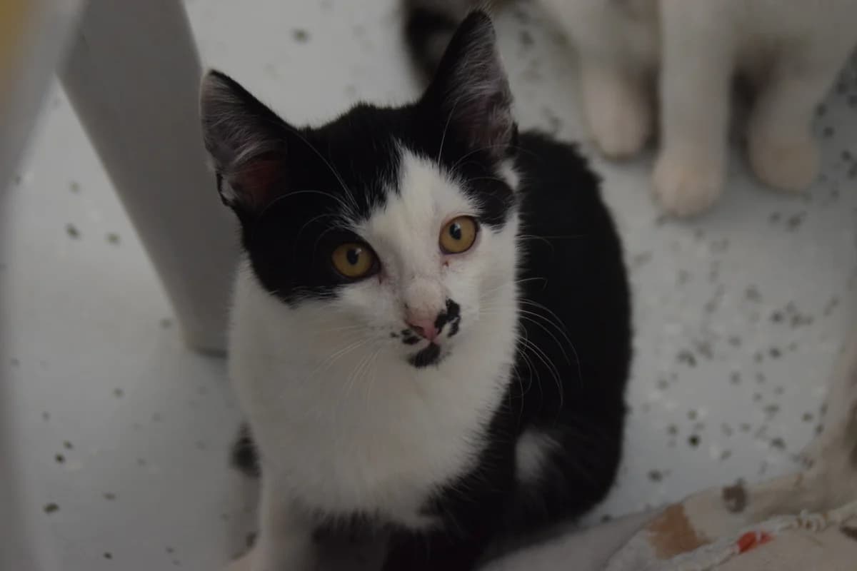 Storm, male puppy European Shorthair for adoption at BMT Tierheim Arche Noah Stuhr