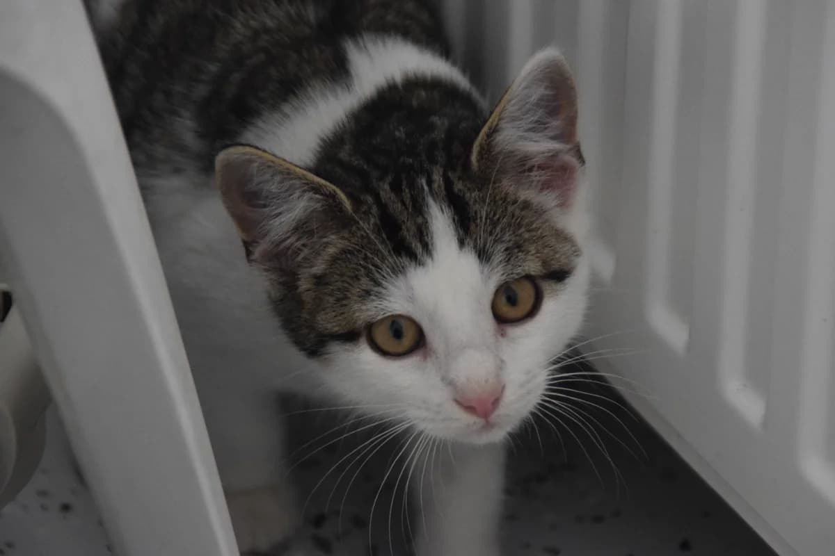 Schnurrbert, male puppy European Shorthair for adoption at BMT Tierheim Arche Noah Stuhr