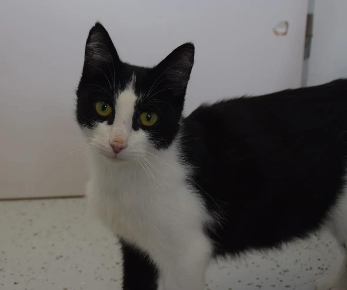 Nina, female 3yo European Shorthair for adoption at BMT Tierheim Arche Noah Stuhr