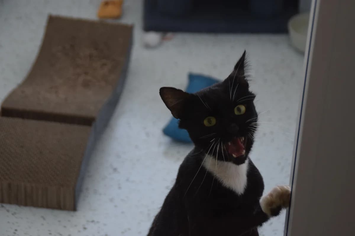 Horst, male 3yo European Shorthair for adoption at BMT Tierheim Arche Noah Stuhr