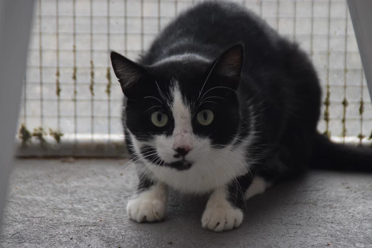 Bob, male 6yo European Shorthair for adoption at BMT Tierheim Arche Noah Stuhr