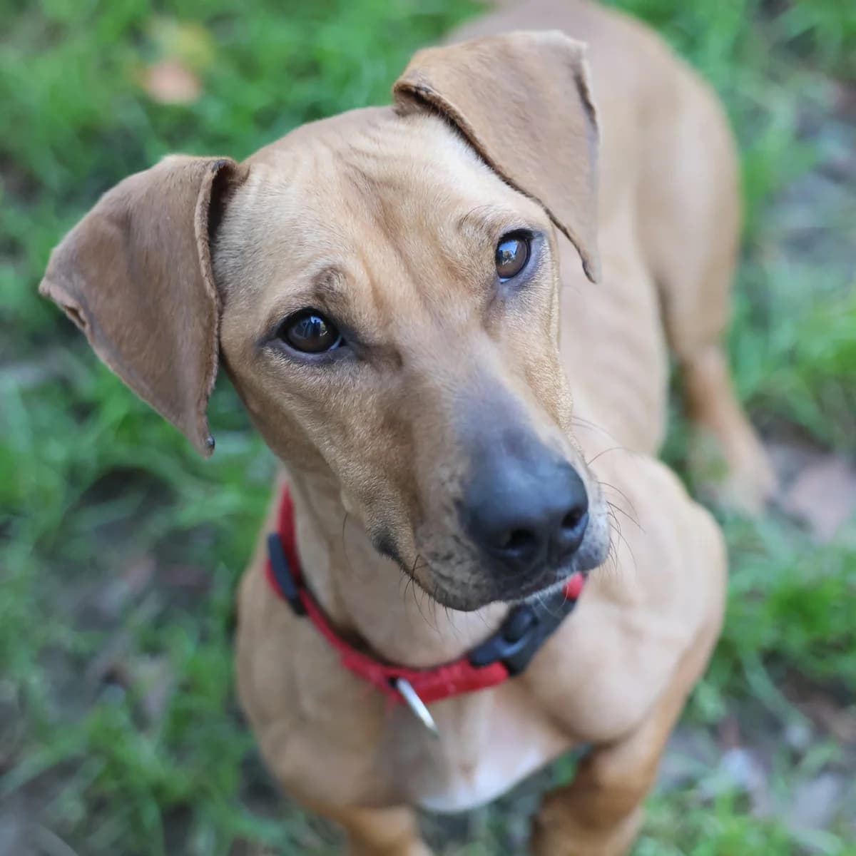 Müsli, female young Dachshund for adoption at BMT Tierheim Arche Noah Stuhr
