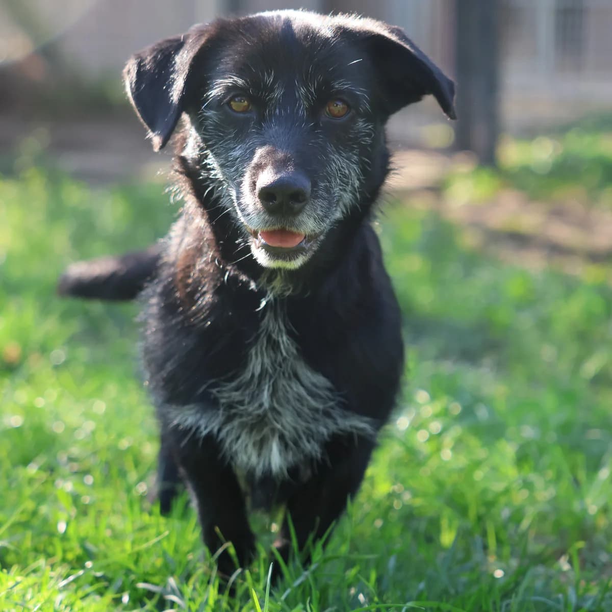 Bogar, male 6yo Mixed Breed for adoption at BMT Tierheim Arche Noah Stuhr
