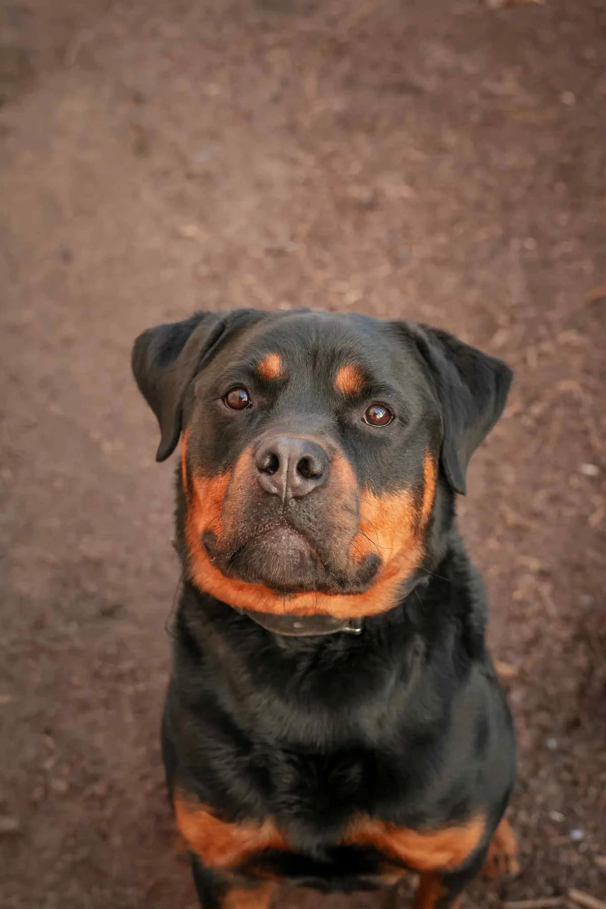 Hinnerk, male 3yo Rottweiler for adoption at BMT Tierheim Arche Noah Stuhr