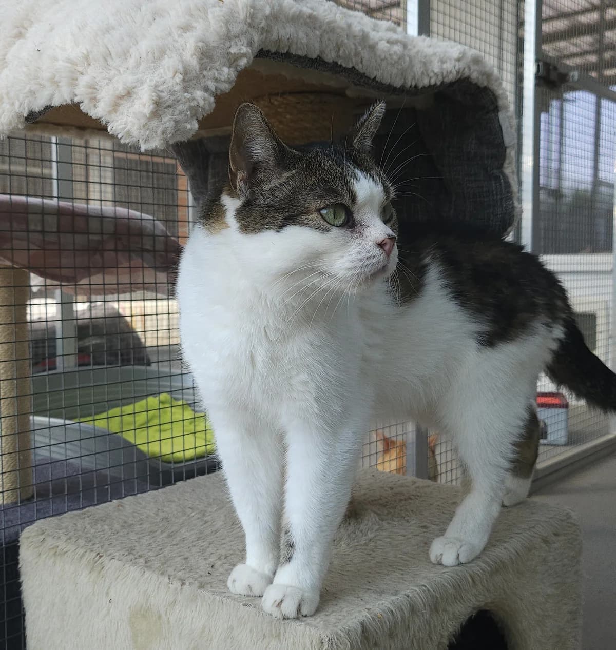 Zornröschen, female senior European Shorthair for adoption at BMT Tierheim Arche Noah Stuhr