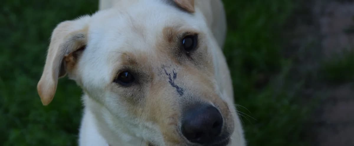 Pablo, male 4yo Labrador Retriever for adoption at BMT Tierheim Arche Noah Stuhr