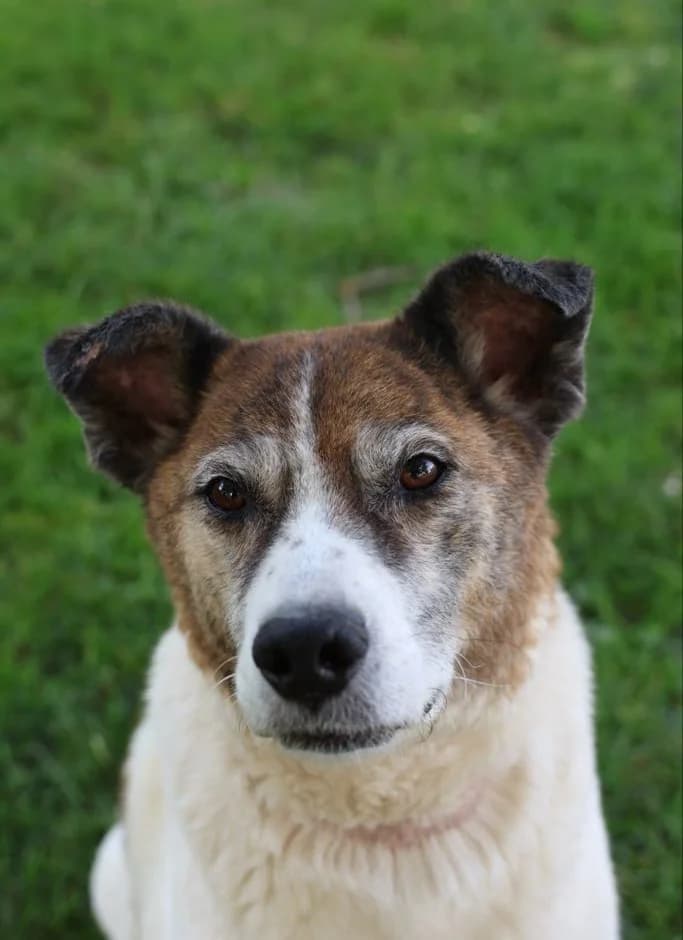 Leo, male senior Mixed Breed for adoption at BMT Tierheim Arche Noah Stuhr