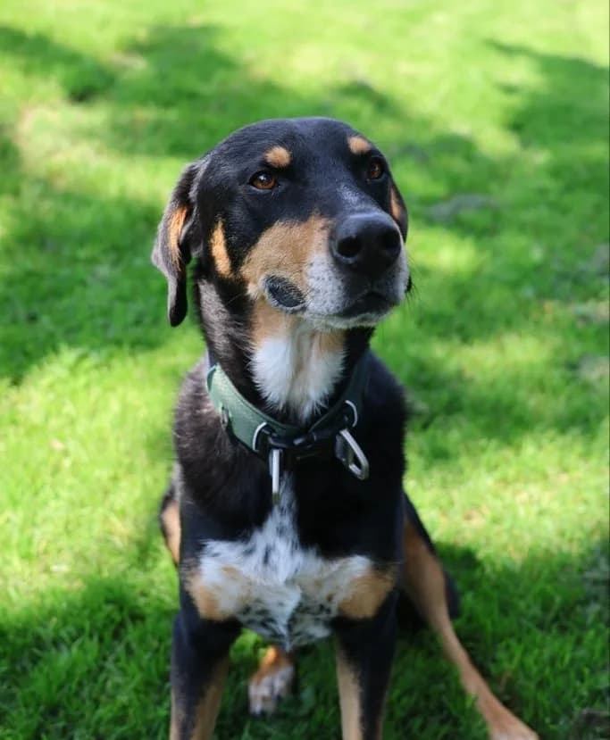 Molly and Sirius, puppy Mixed Breed for adoption at Saving Saints Rescue UK (Big Paws Welfare)