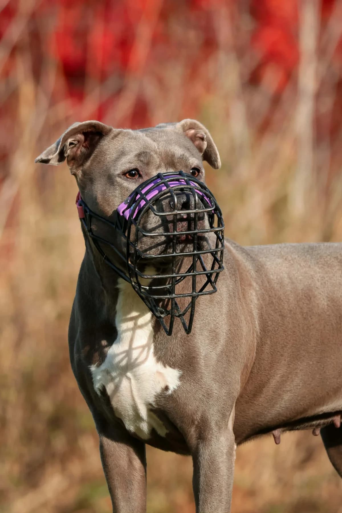 Nala, female Staffordshire Bull Terrier for adoption at BMT Tierheim Arche Noah Stuhr