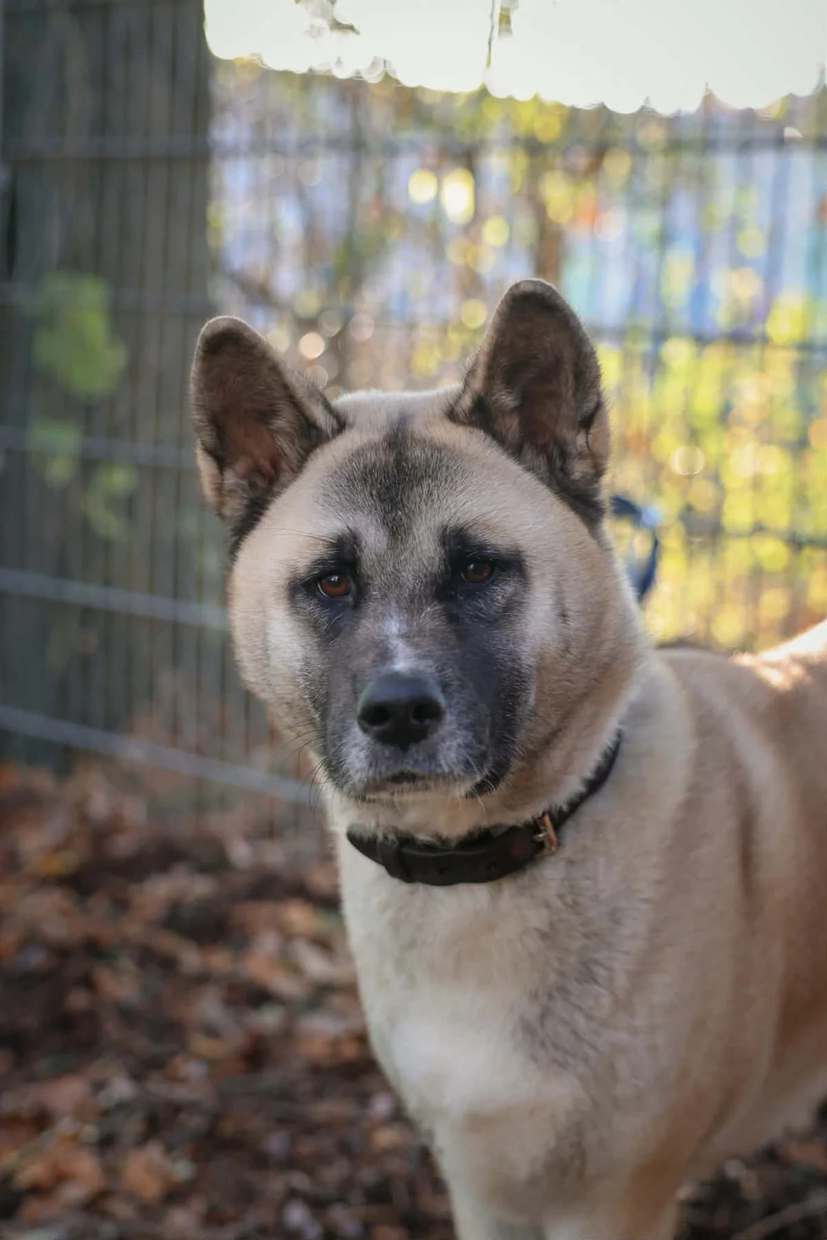 Winta, female young Akita for adoption at BMT Tierheim Arche Noah Stuhr