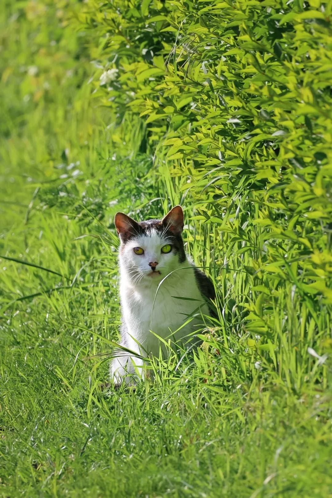 Jenno, male senior European Shorthair for adoption at BMT Tierheim Arche Noah Stuhr