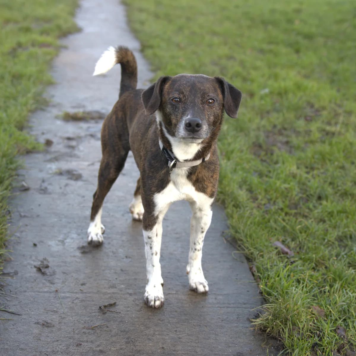Rocky, male senior Jack Russell Terrier for adoption at BMT Tierheim Arche Noah Stuhr