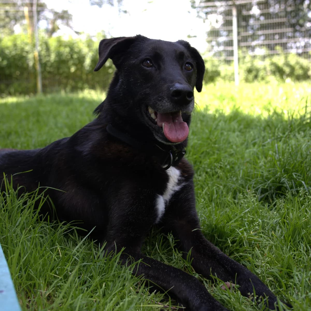 Foumo, male senior Mixed Breed for adoption at BMT Tierheim Arche Noah Stuhr