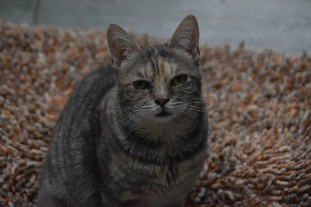 Candela, female European Shorthair for adoption at BMT Tierheim Arche Noah Stuhr