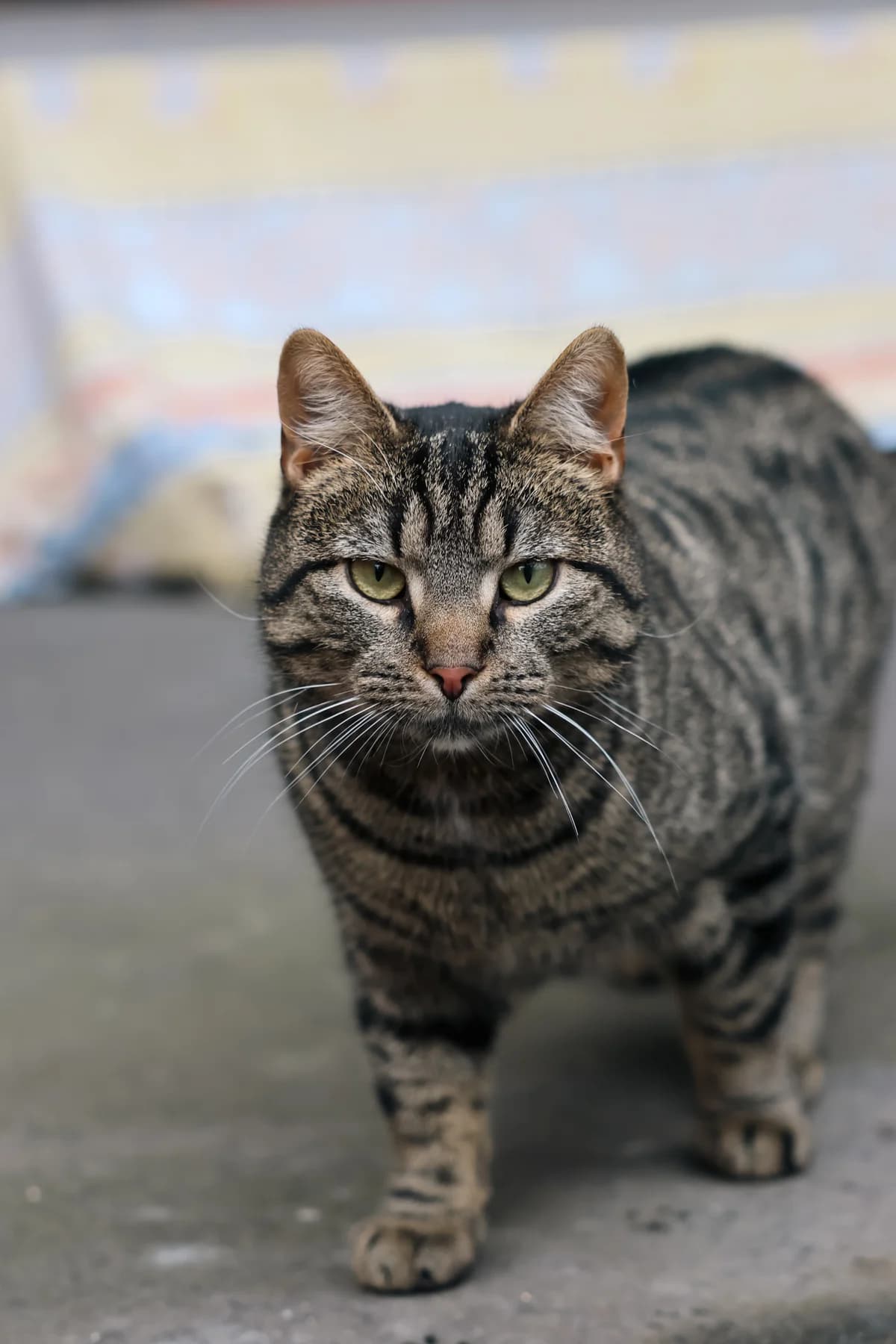 Onkel Fester, male European Shorthair for adoption at BMT Tierheim Arche Noah Stuhr