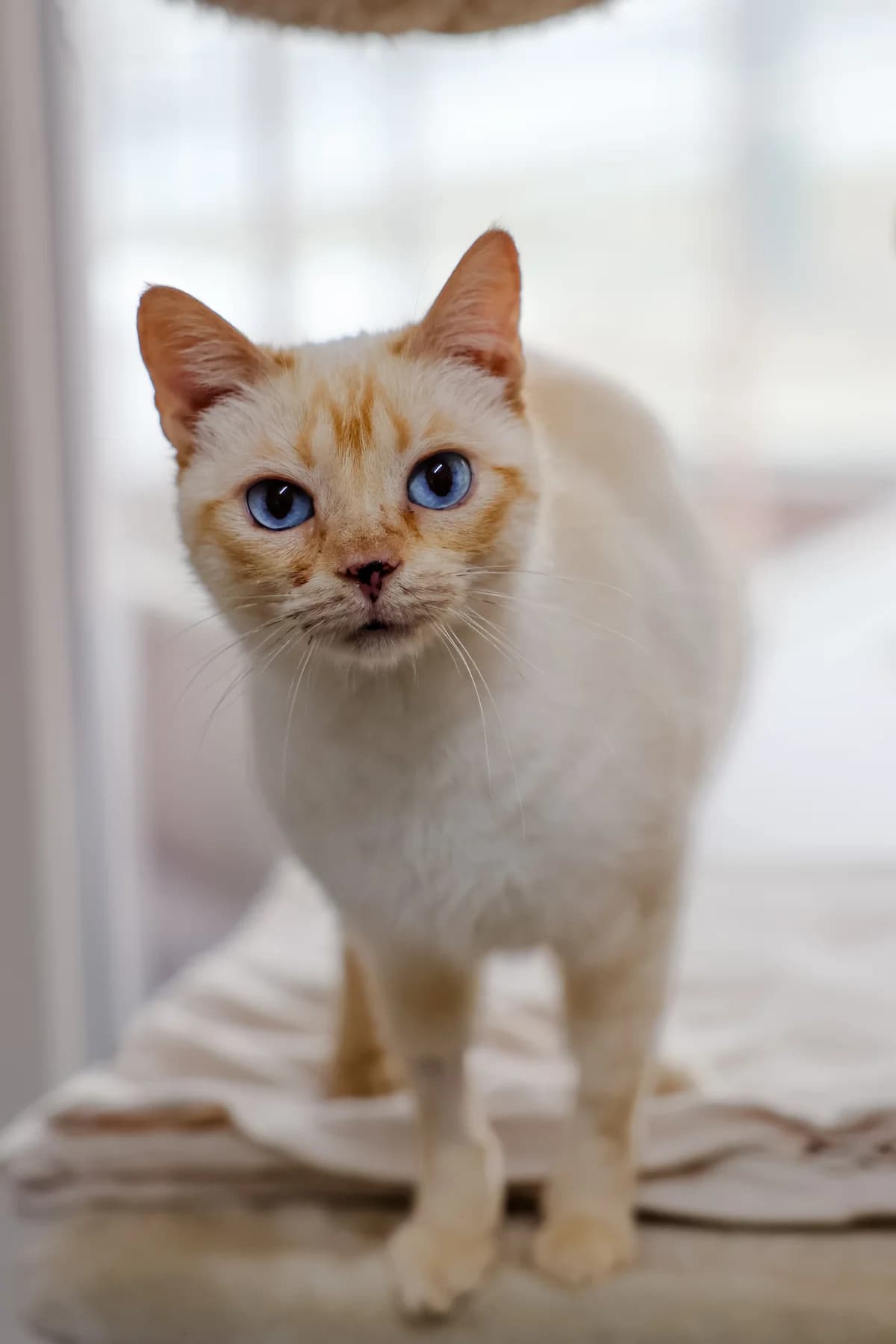 Aya, female European Shorthair for adoption at BMT Tierheim Arche Noah Stuhr